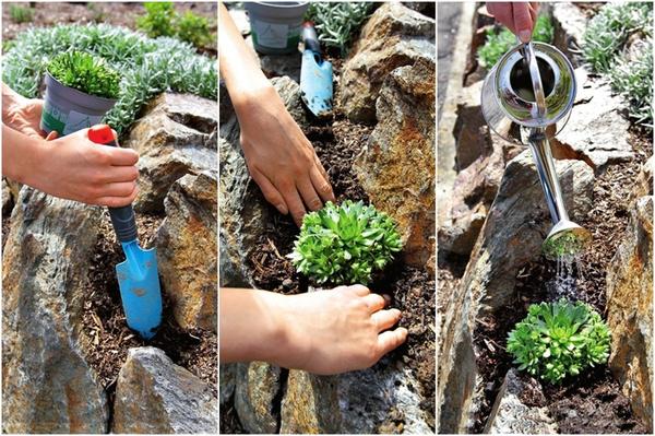 Заполните широкие швы между камнями цветочным или садовым субстратом с содержанием песка, выньте растения из горшков, вдавите корневой ком в землю и полейте